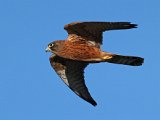 Rooivalkie vlieg vroeg die oggend 2  Kransvalk in vlug - Rock Kestrel : frieda